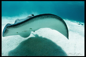 Southern Stingray, Grand Cayman. by Matthew Fischbach 